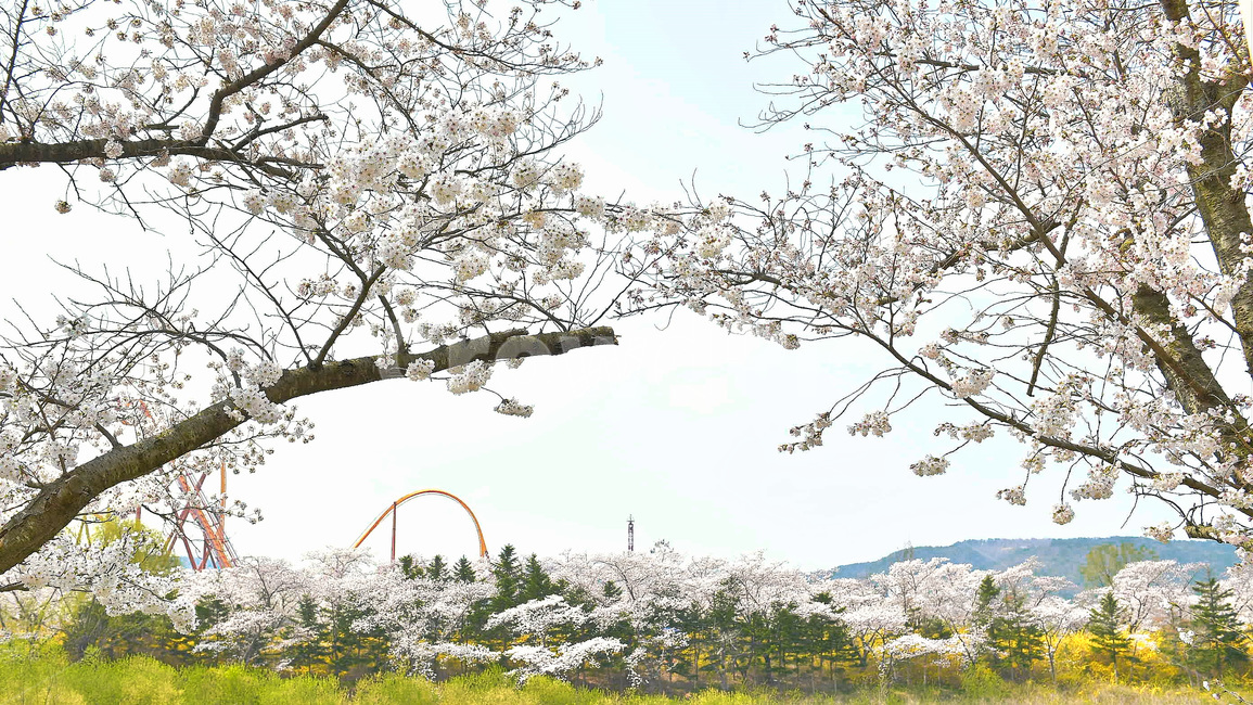 경주,경주벚꽃,벚꽃,벚꽃축제,보문호반길,풍경,꽃,식물,하늘,나무,물,바다,놀이동산,놀이공원,자연