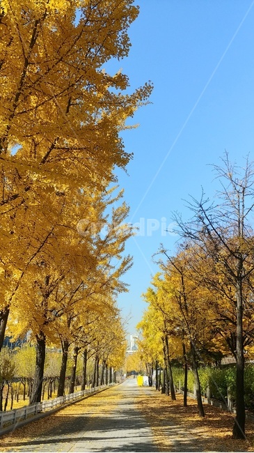 가을,단풍,은행나무,은행나무길,예쁜길,가을,계절,fall,autumn,season,자연,풍경,nature,landscape,tree,나무,plant,식물,tree trunk,나무 줄기