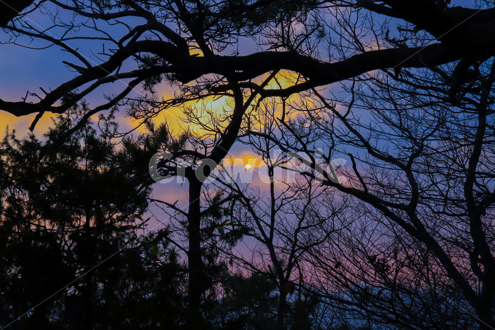 산,분위기,태양,나무,보라,자연,풍경,nature,landscape,실루엣,그림자,silhouette,shadow,outdoors,옥외,tree,plant,식물
