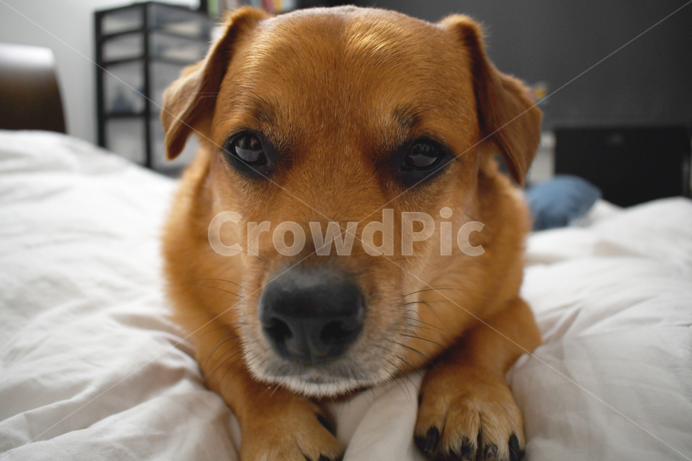 pet,dog,개,동물,침대,canine,하얀색,동물,animal,포유류,mammal,개,강아지,dog,doggy