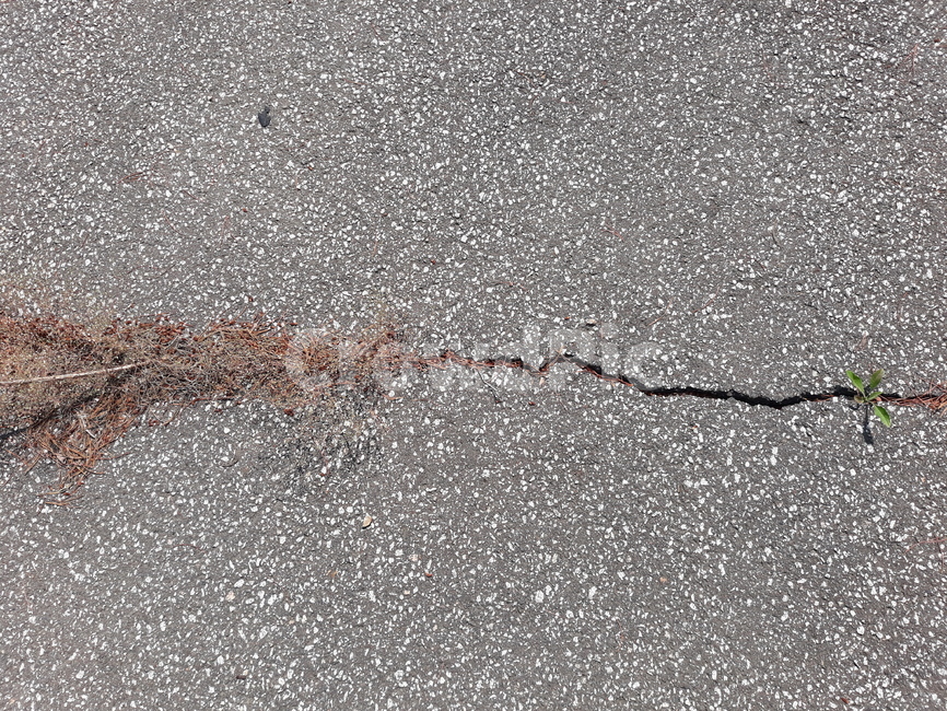 asphalt,아스팔트,도로,road,금,crack,cracked,grass,잔디,weed,잡초
