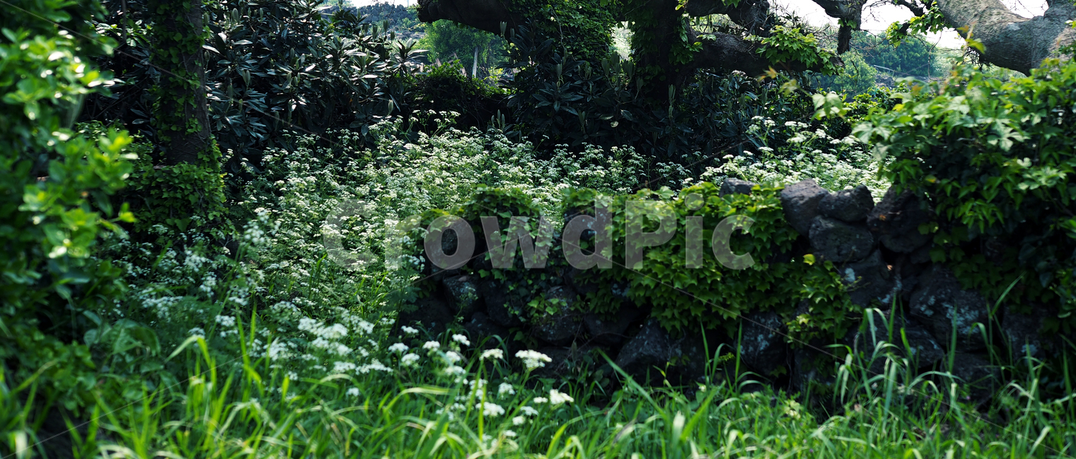 봄,새싹,풀잎,초록색,따듯함,spring,buds,leaves,green,warm,여유,휴식,풍경,시선,relaxation,landscape,rest,자연,풍경,nature,landscape,plant,식물,vegetation,초목