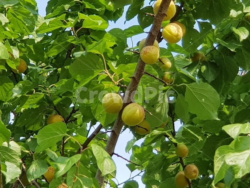 살구,살구나무,나무,열매,식물,자연,나뭇잎,여름,초록색,tree,green,plant,nature,summer,계절
