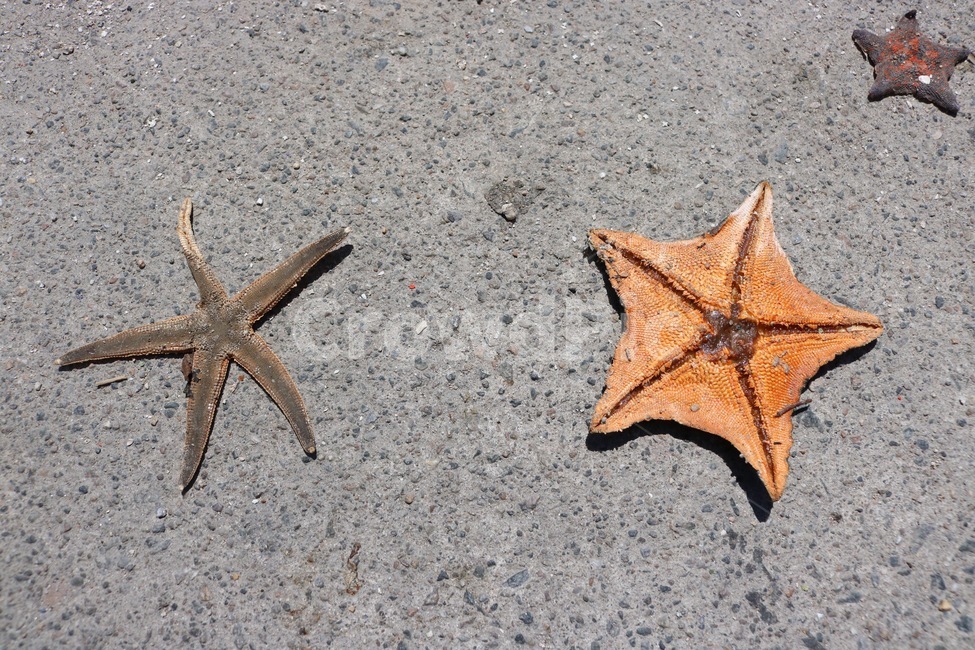 여름,불가사리,낚시,건조,summer,natsu,starfish,hitode,fishing,tsuri,감성,해변,바다,beach,sea