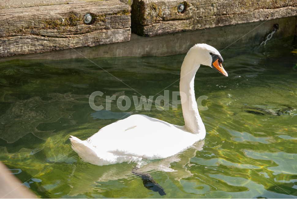 swan,백조,리마트강,취리히,스위스,백조의호수,동물,animal,조류,새,birds