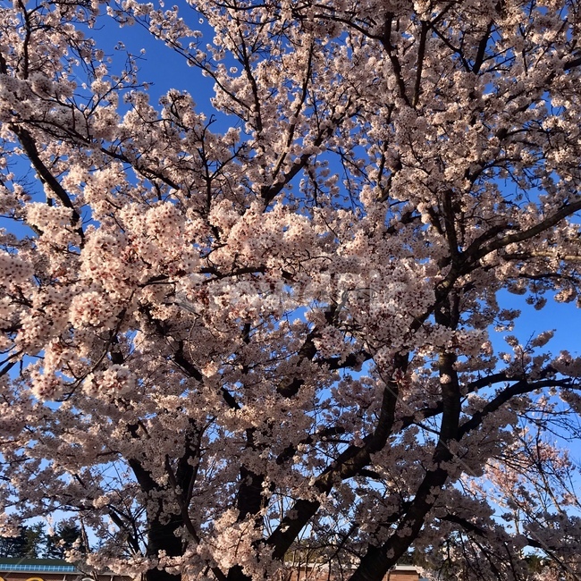 plant,식물,blossom,꽃,flower,벚나무,벚꽃,봄,나무,색감,감성사진,cherryblossom