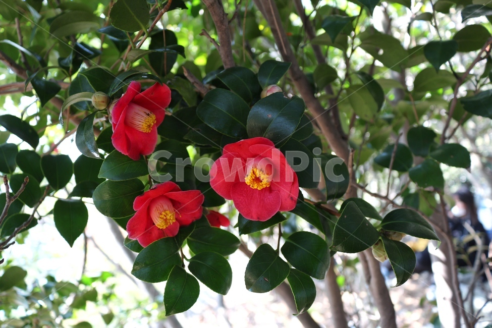 동백꽃,꽃,자연,풍경,아웃포커싱,식물,자연,plants,nature,꽃,flower