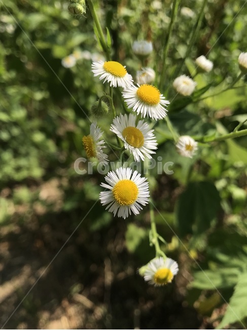 flower,플라워,꽃,식물,자연,식물,자연,plants,nature,꽃,flower