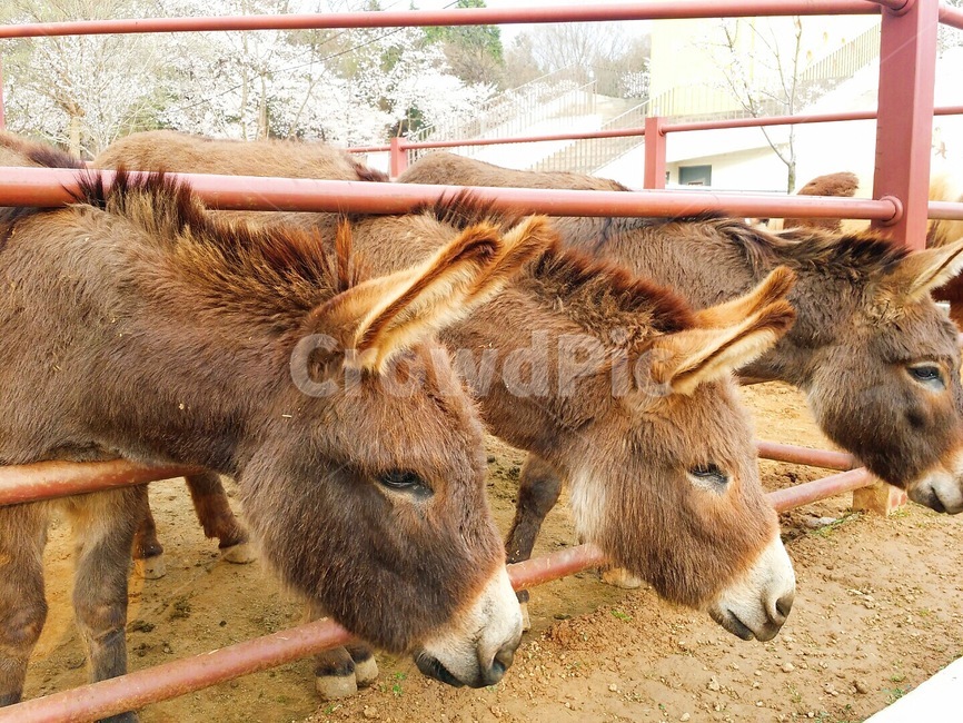 동물원,당나귀,조랑말,말,나귀,간식시간,동물,animal,포유류,mammal