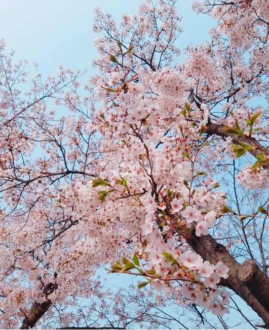 plant,식물,flower,blossom,꽃,벚꽃,봄