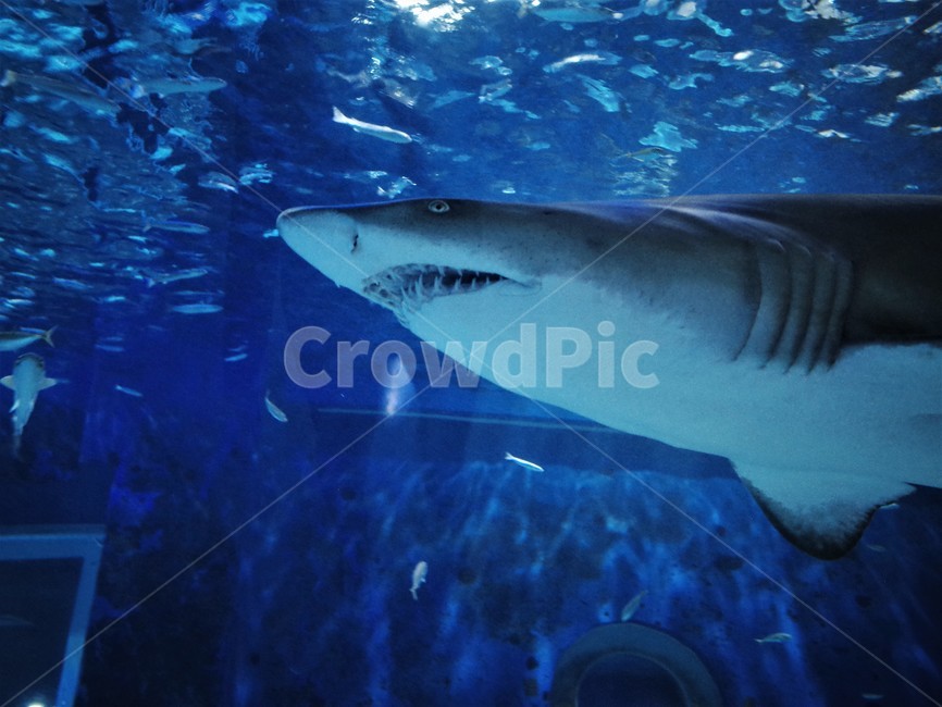 수조관,상어,상어입,shark,sea,동물,animal