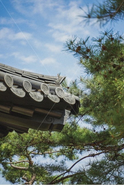 서울,한옥,소나무,선유도공원,당산역,마포,합정,seoul,hanok