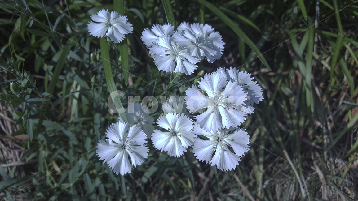 들꽃,야생화,자연,식물,초록,흰색,풀밭,꽃,흰꽃,흰색꽃,꽃배경,wildflower,nature,plants,flower,whiteflower,green,weeds,flowerbackground,fence