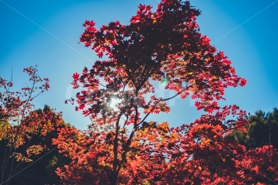 가을,단풍,단풍잎,단풍나무,햇빛,가을,계절,fall,autumn,season,식물,자연,plants,nature,나무,trees,wood,plant,leaf,잎,tree,maple