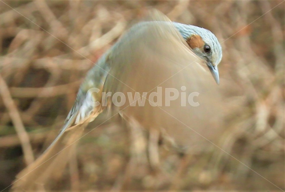 bird,새,동물,직박구리,날개,동물,animal,조류,새,birds