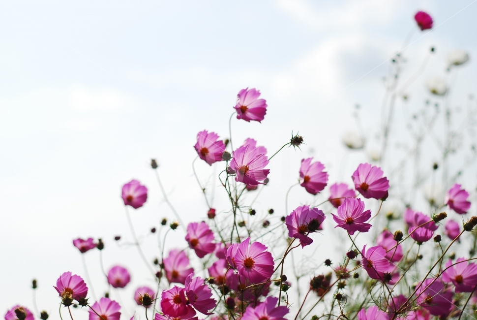 코스모스,가을꽃,가을,식물,가을풍경,가을,계절,fall,autumn,season,식물,자연,plants,nature,꽃,flower,blossom,geranium,제라늄,plant,petal,꽃잎