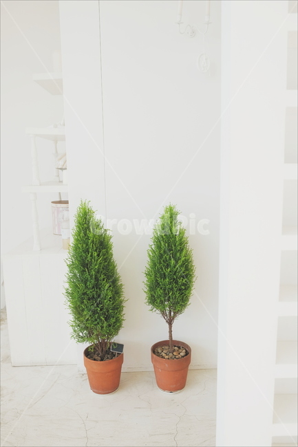 까페,드라이플라워,보케,빛망울,화이트,하얀,하얀색,말린꽃,감성,까페감성,화분,초록색,율마,율마화분,인테리어,실내디자인,interior design