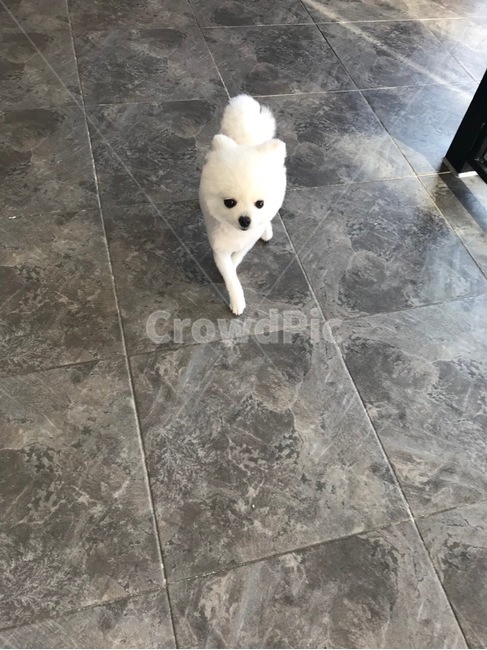 강아지,dog,pet,애완견,포메라니안,포메,화이트포메라니안,화이트포메,동물,animal,포유류,mammal,개,강아지,dog,doggy