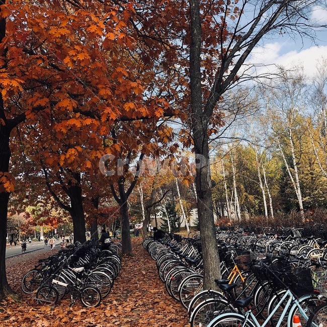 자전거주차,자전거,가을,단풍,은행,plant,tree,식물,fall