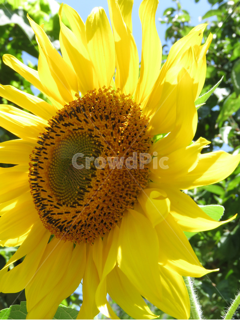 해바라기,식물,꽃,자연,접사,노랑,배경,역광,sunflower