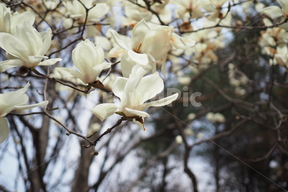 목련,꽃,나무,봄,흰색,하얀색,자연,꽃나무,식물,자연,plants,nature,꽃,flower