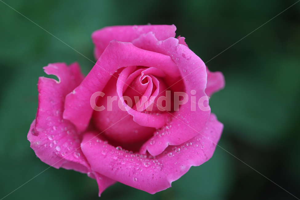꽃,장미,빗방울,flower,rose,raindrop,식물,자연,plants,nature,꽃,flower