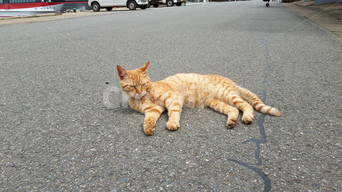 고양이,고양이섬,후쿠오카,아이노시마,일본고양이섬