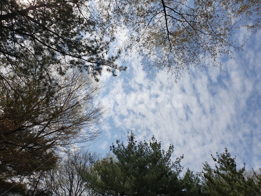 하늘,구름,나무,봄,sky,자연,풍경,nature,landscape,tree,plant,식물,fir,전나무