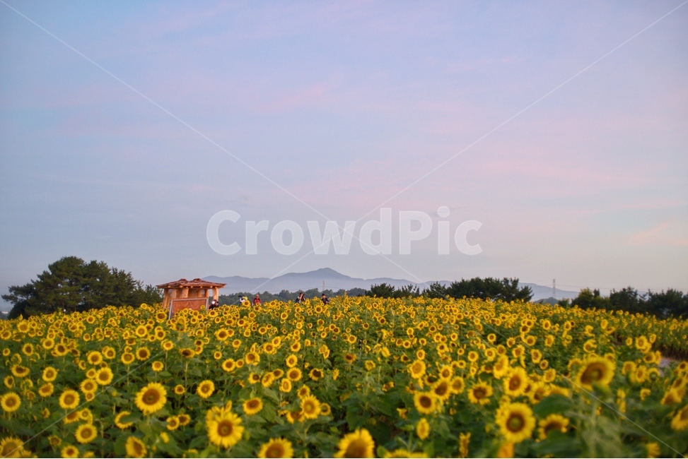 해바라기,꽃,yellow,그린,식물,자연,풍경,nature,landscape,식물,plants,꽃,flower