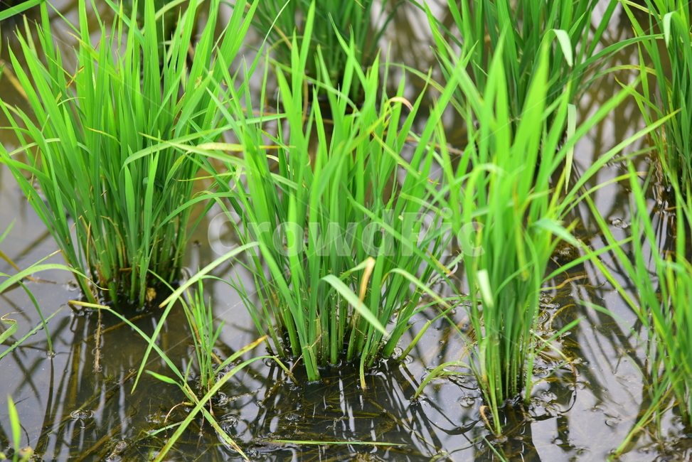 벼,벼농사,논,논농사,농사,농촌,시골,초록,녹색,village,rice,ricefield,farming,산업,industry,industrial,농업,농사,agriculture,farming,farming industry