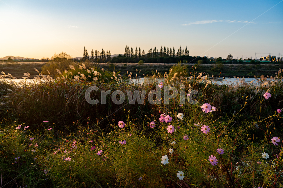 코스모스,cosmos,가을,autumn,fall,자연,nature,자연,풍경,nature,landscape,식물,plants