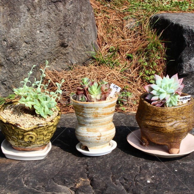 식물,햇살,햇빛,일광,식물화분,식물,자연,plants,nature