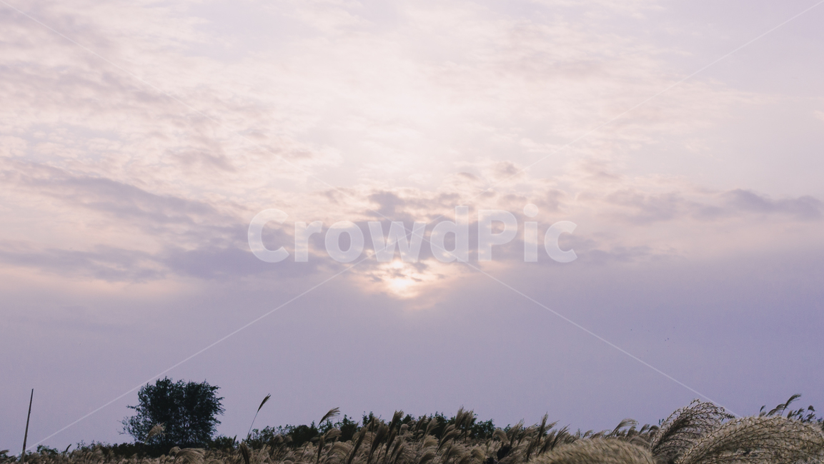 nature,자연,outdoors,옥외,갈대,풍경,plant,식물,reed