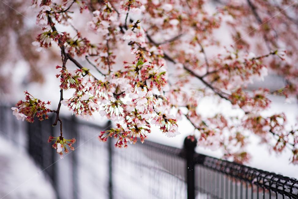 벚꽃,봄,꽃,눈,눈꽃,이상기온,풍경,plant,flower,snow,cherryblossom,bossom,winter,spring