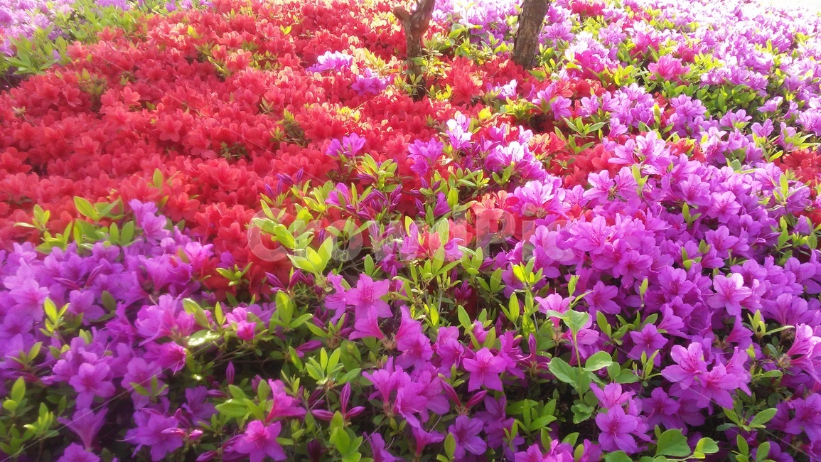 철쭉꽃,진달래과,낙엽관목,개꽃나무,관상용,철죽,조경용,식물,자연,plants,nature,꽃,flower