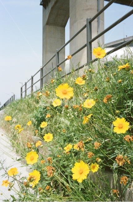 한강,봄,꽃,코스모스,노란색,기둥,뚝섬유원지,풀,초록색,green,yellow,hanriver,구조물,뚝섬,hanriver,풍경,필름,아날로그,film,filmphotography,analog