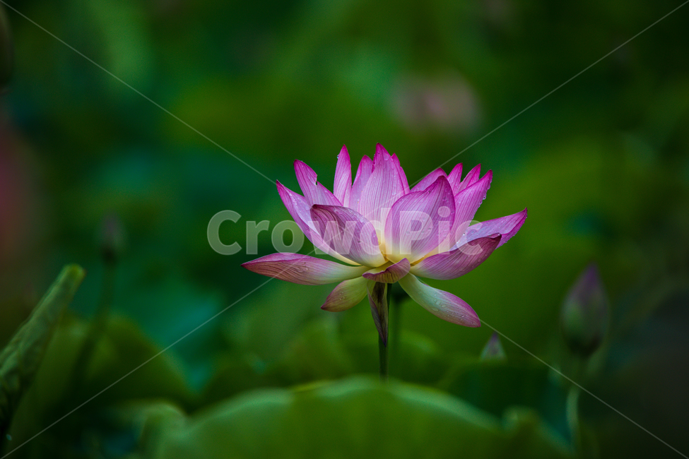 연꽃,고고함,함안,아라연꽃,아라홍련,식물,자연,plants,nature,꽃,flower