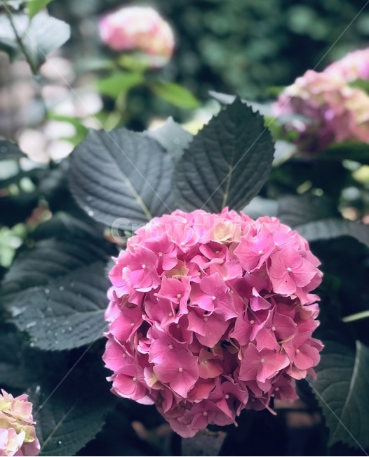 꽃,분홍,식물,수국,비온뒤,식물,자연,plants,nature,꽃,flower