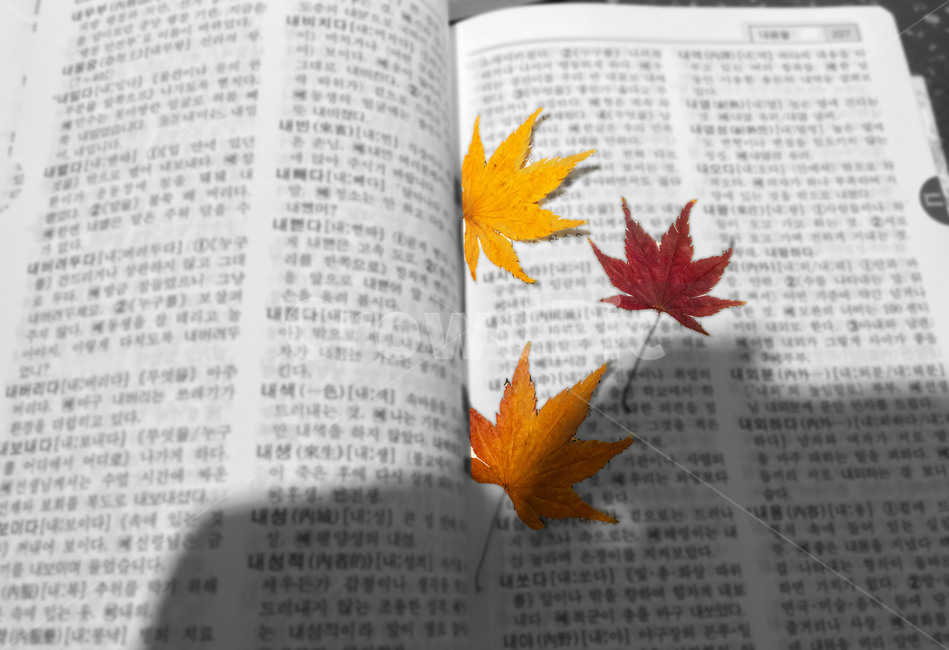 가을잎,가을단풍잎,단풍잎,빨간단풍잎,노란단풍잎,단풍