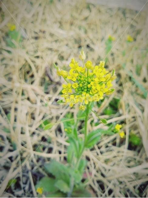 들꽃,노랑,꽃,한송이,flower