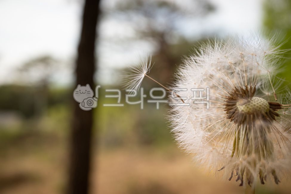 macro,blossom,nature,subject,tree,Dandelion seeds,dandelion,flower,plant