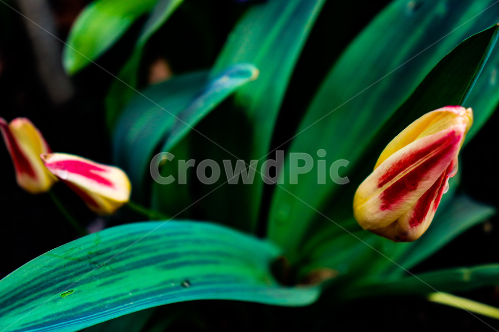 꽃,식물,flower,자연,nature,식물,자연,plants,nature,꽃,flower