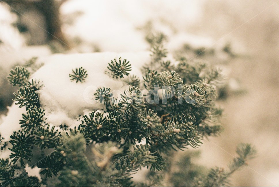 나무,식물,tree,plant,눈,snow,겨울,winter,nature,자연,겨울,계절,winter,season,식물,자연,plants,nature,나무,trees,wood