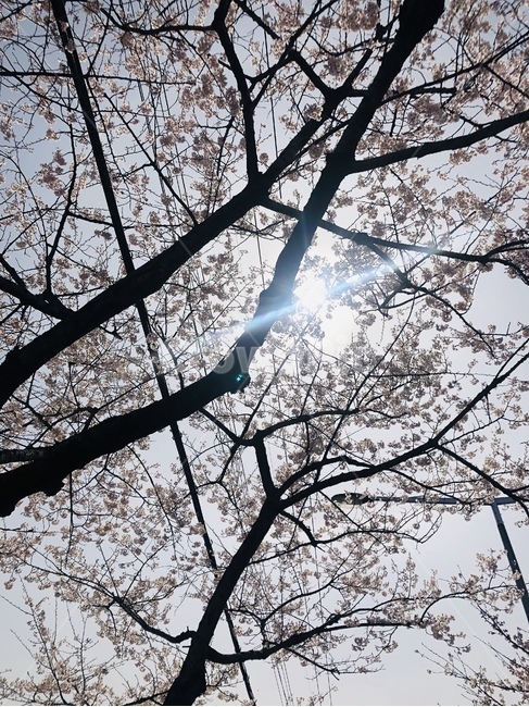 벚꽃,하늘,sky,cherryblossom,나무,전기줄,햇빛