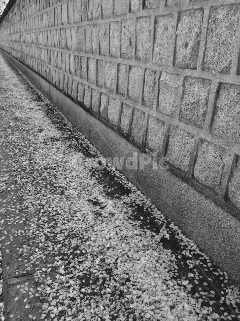 흑백,경주,벛꽃,돌담,천마총,봄,계절,spring,season,흑백,모노톤,monochrome,black and white,건축물,건물외관,exterior,building,structure,architecture,construction,asphalt,아스팔트