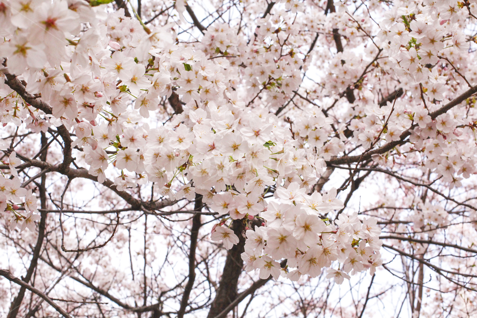 벚꽃,plant,식물,flower,꽃,blossom,cherryblossom,사쿠라,봄,spring,자연,nature,나무,나뭇가지,핑크,개화,하늘,sky,wood,봄꽃,분홍,감성,풍경,분홍꽃,핑크꽃,봄,계절,spring,season