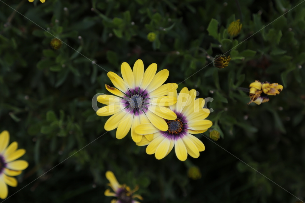 노랑,자연,꽃,꽃들,축제,식물,자연,plants,nature,꽃,flower