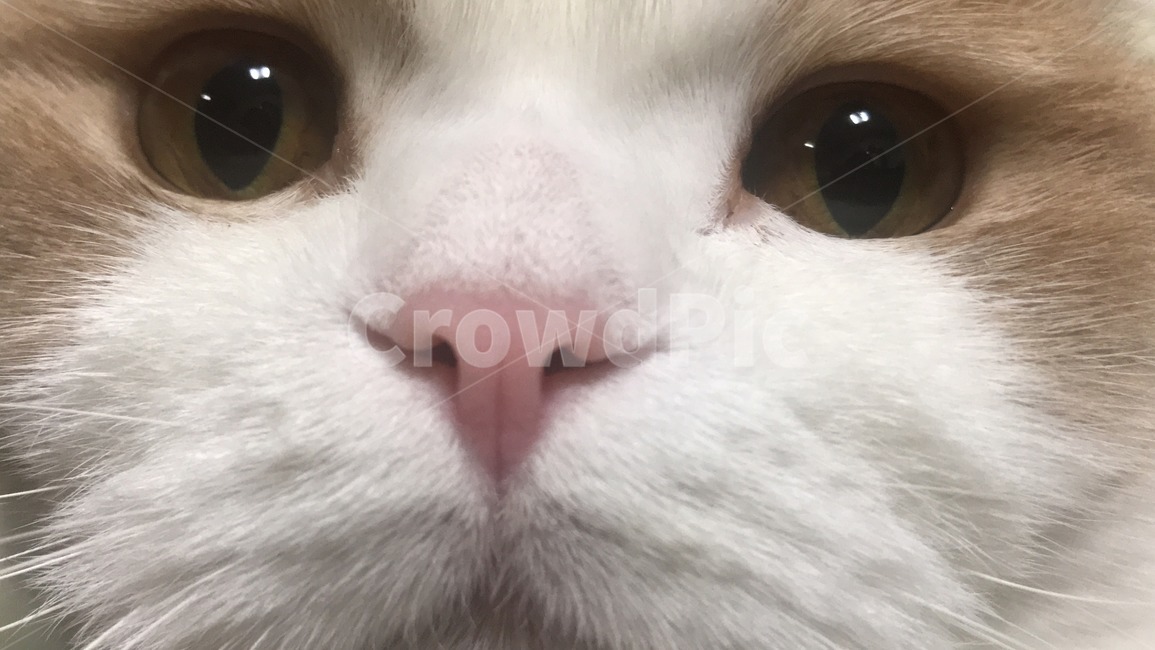 스코티쉬폴드,cat,집냥이,고양이,고양이얼굴