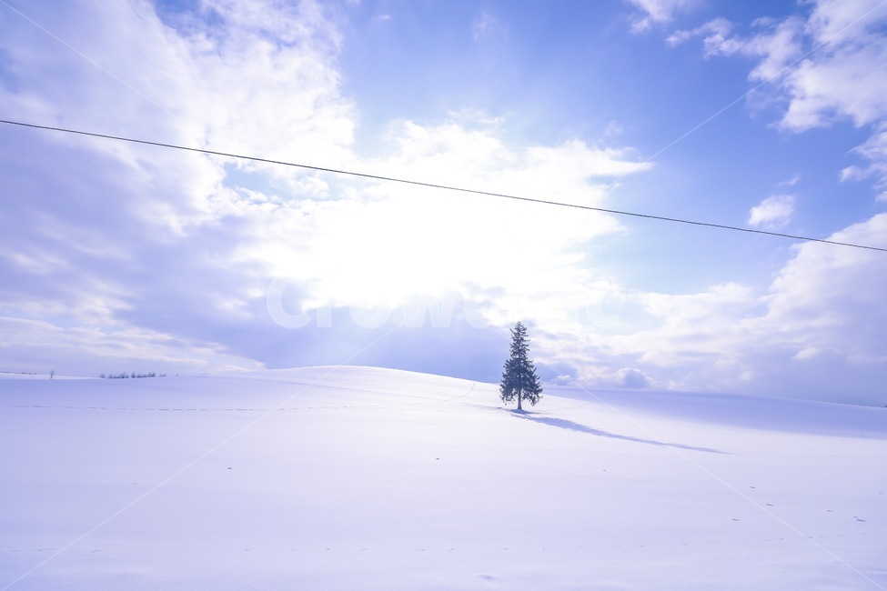나홀로나무,홋카이도,눈,겨울,풍경,겨울,계절,winter,season,자연,풍경,nature,landscape,해외,외국,세계,foreign,oversea,world,세계자연풍경,해외자연풍경,외국자연풍경,world nature landscape,tree,나무,plant,식물,abies,아비,fir,전나무