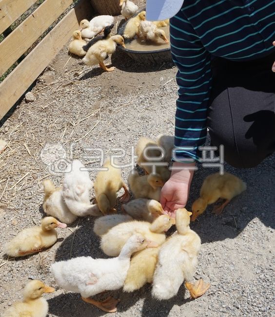 먹이주기,모이주기,오리,아기오리,아가오리,새끼오리,오리새끼,오리떼,feeding,가축,동물농장,노란색,노랑,yellow,duckling,duck